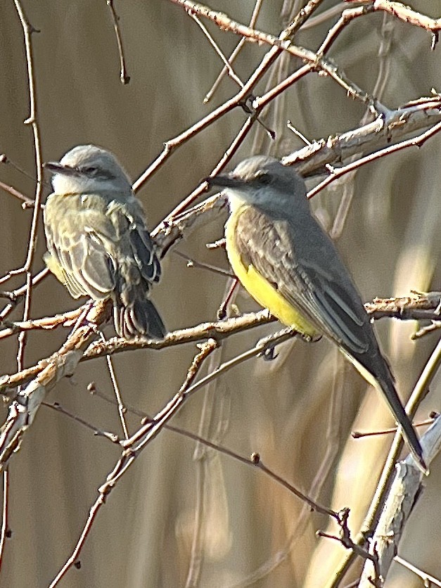 Tropical Kingbird - Ronald Beck