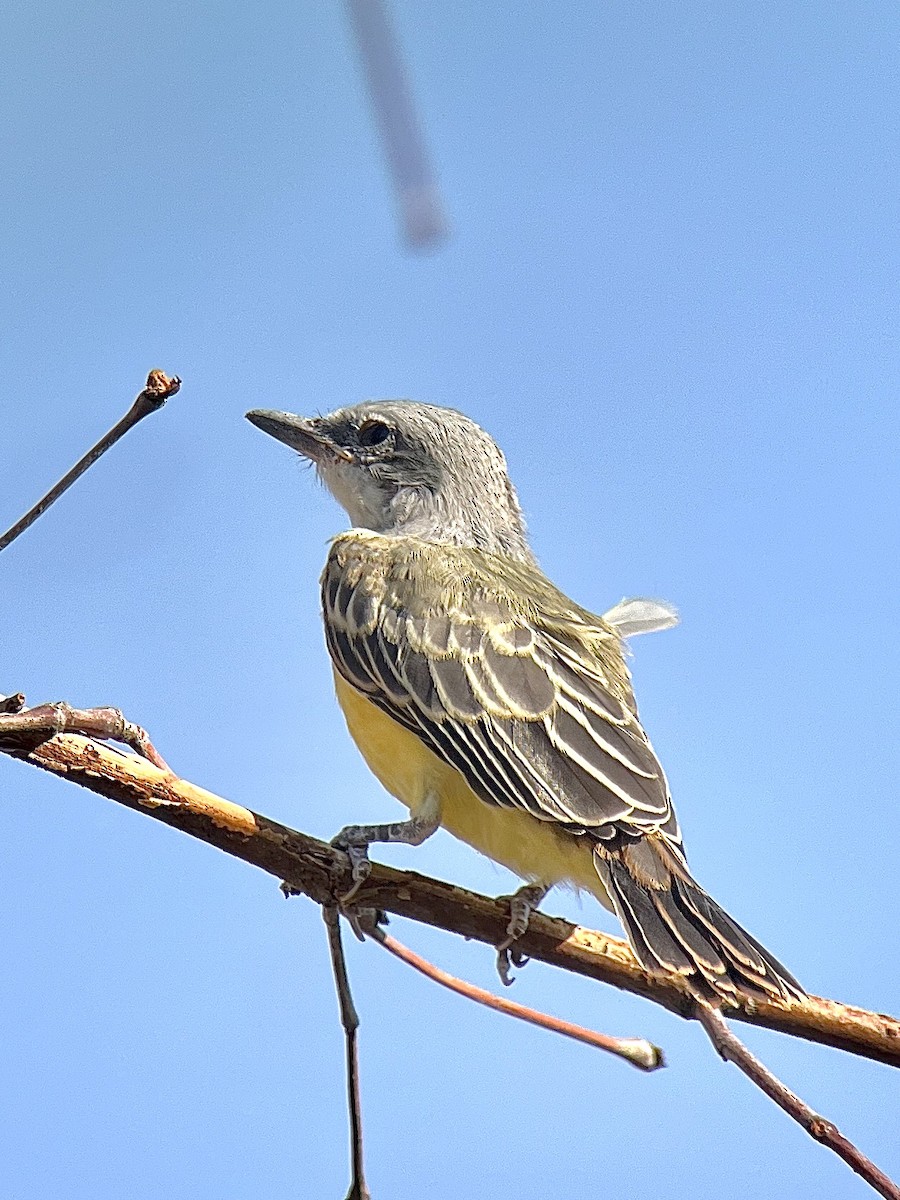 Tropical Kingbird - ML621294108