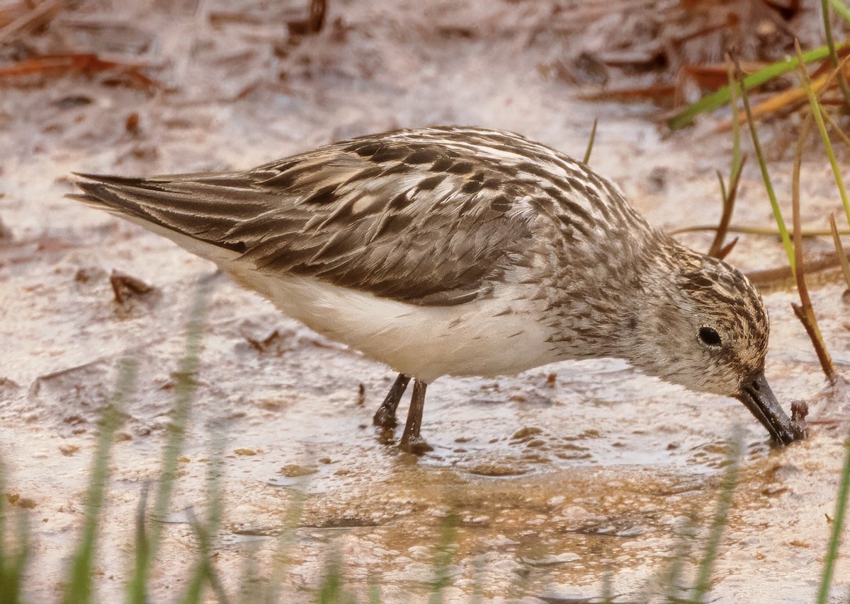 Semipalmated Sandpiper - ML621294185