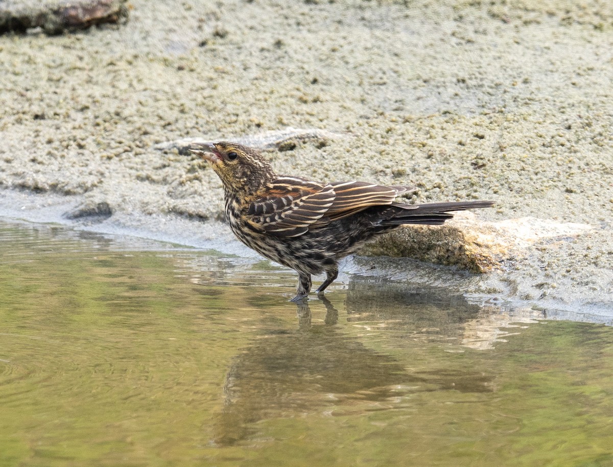 Red-winged Blackbird (Red-winged) - ML621294187