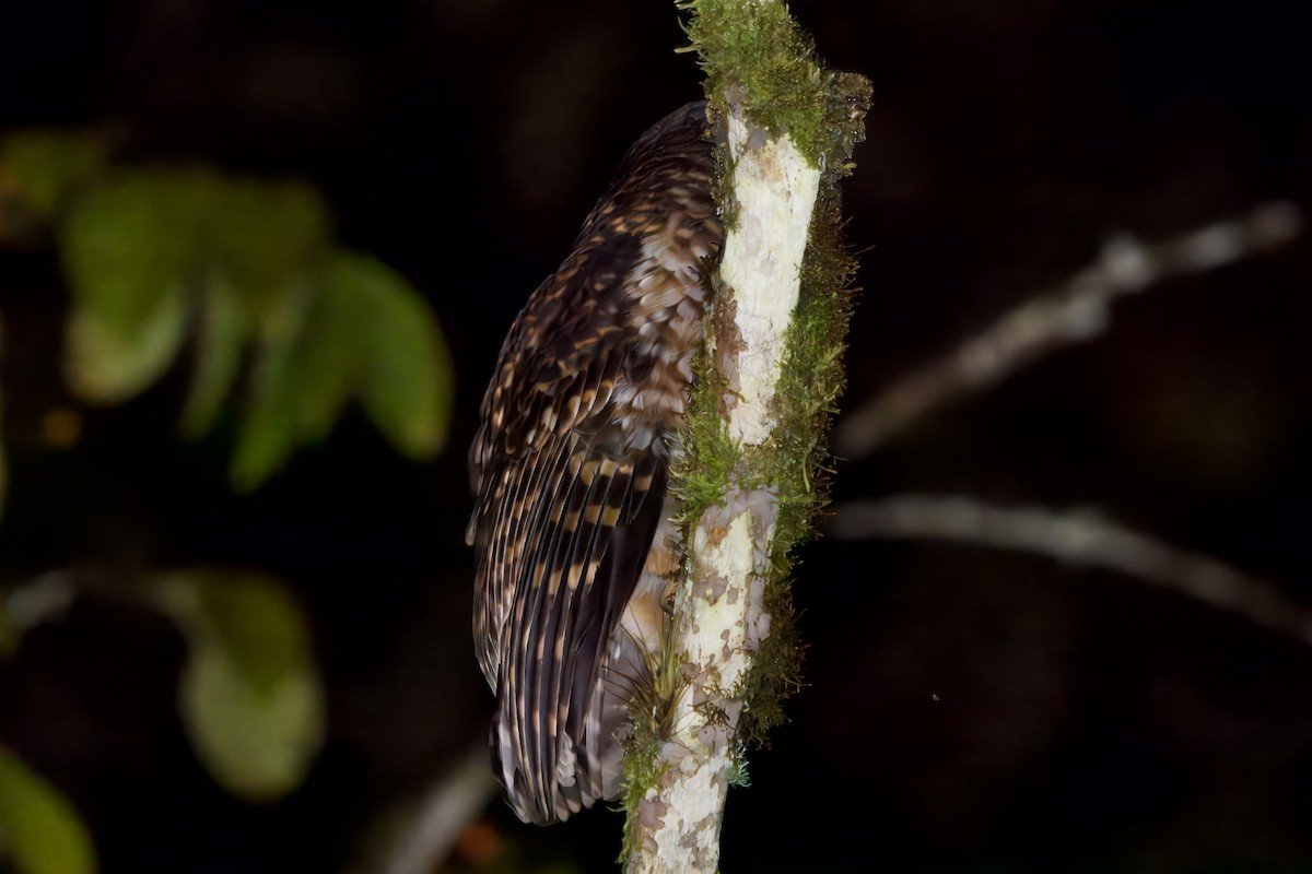 Rufous-banded Owl - ML621294189