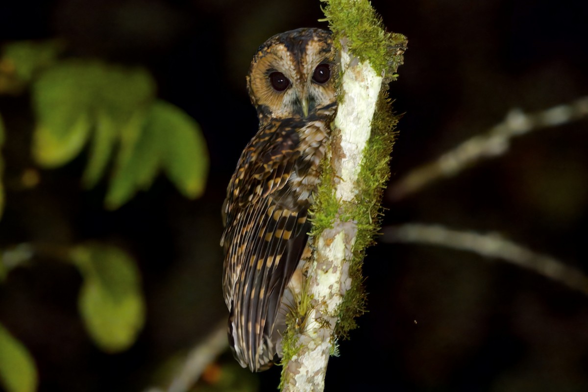 Rufous-banded Owl - ML621294190