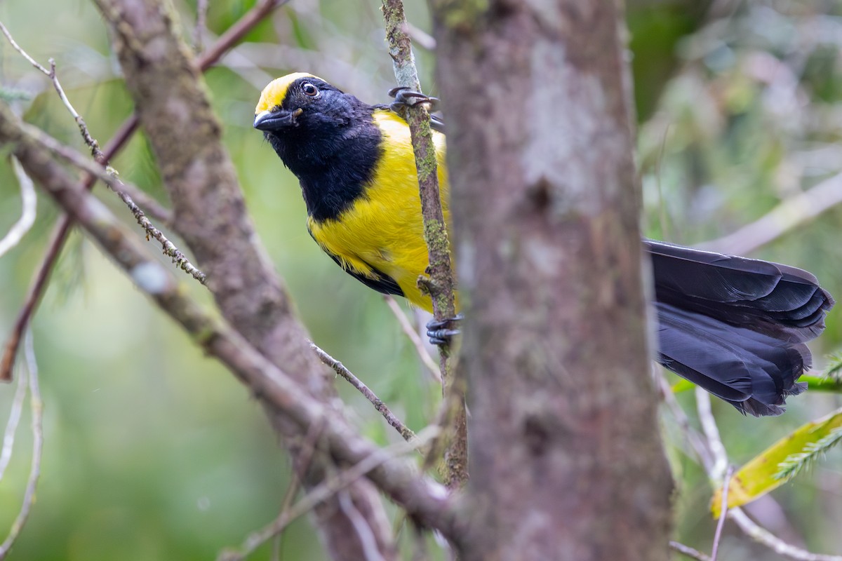 Sultan Tit (Yellow-crested) - ML621294196