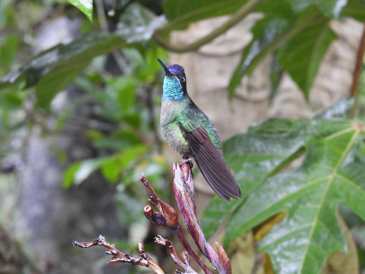 Talamanca Hummingbird - ML621294295