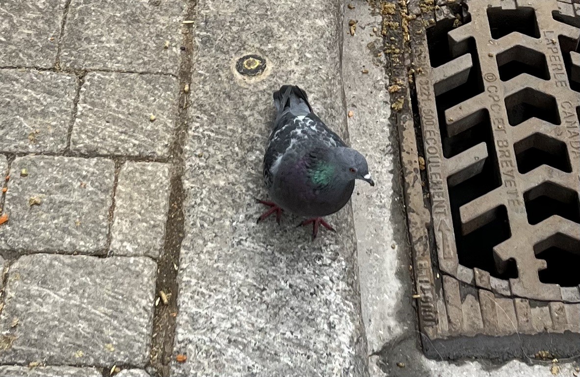 Rock Pigeon (Feral Pigeon) - ML621294315