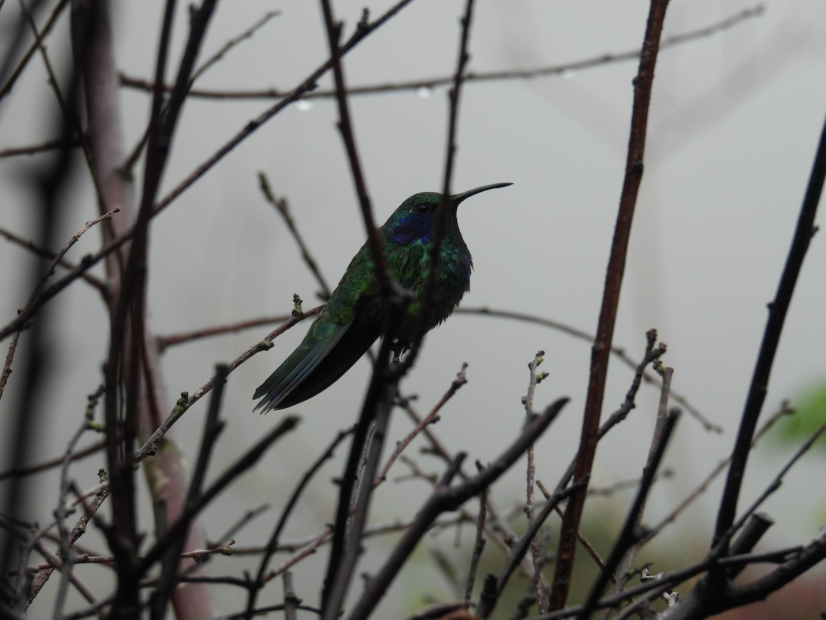 kolibřík modrouchý - ML621294341