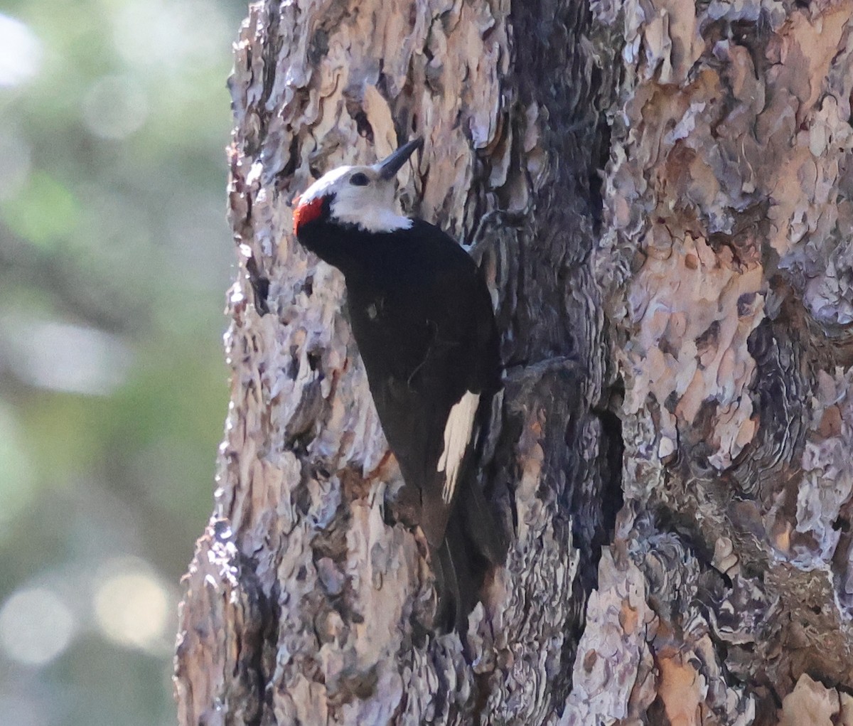 White-headed Woodpecker - ML621294345