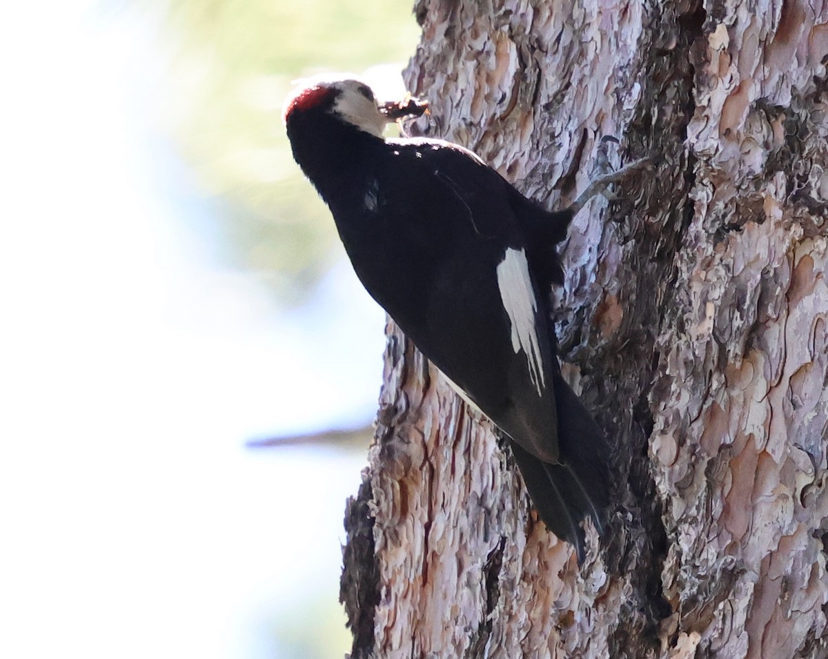 White-headed Woodpecker - ML621294351