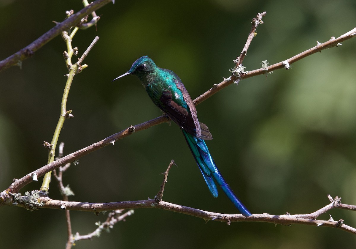 Long-tailed Sylph - ML621294391