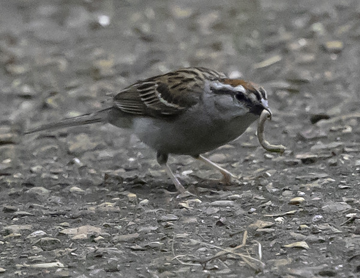 Chipping Sparrow - ML621294419