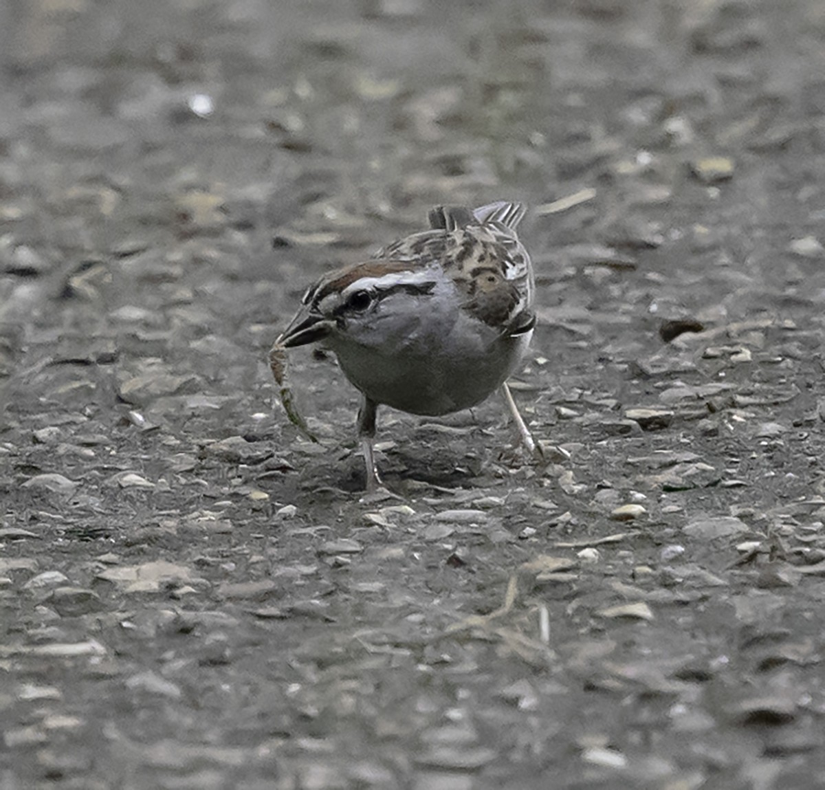 Chipping Sparrow - ML621294420