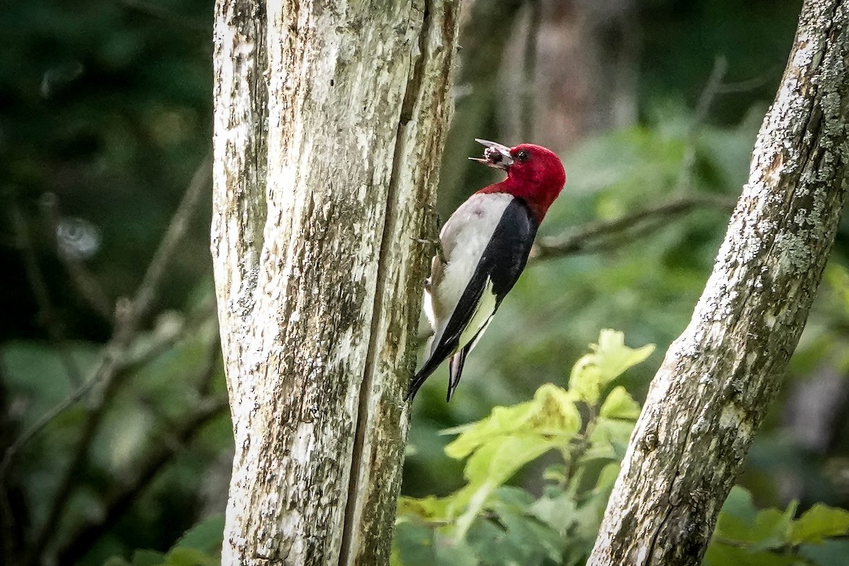 Red-headed Woodpecker - ML621294453