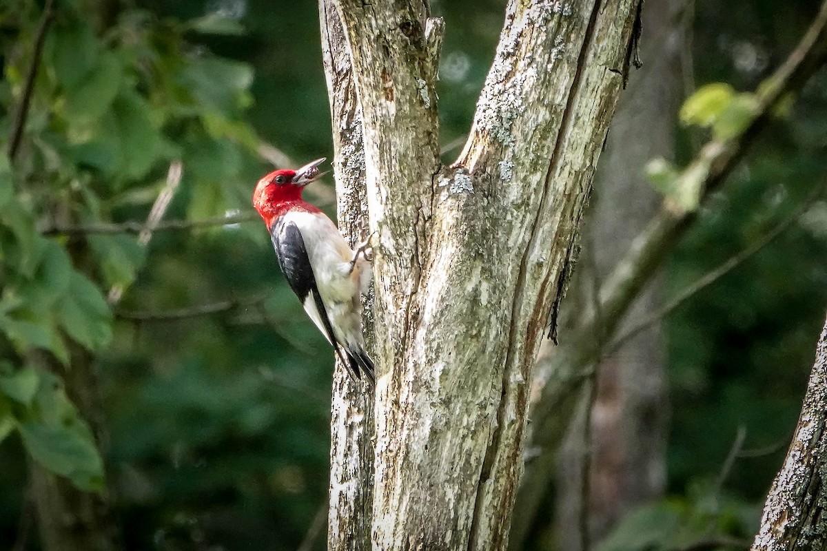 Red-headed Woodpecker - ML621294454
