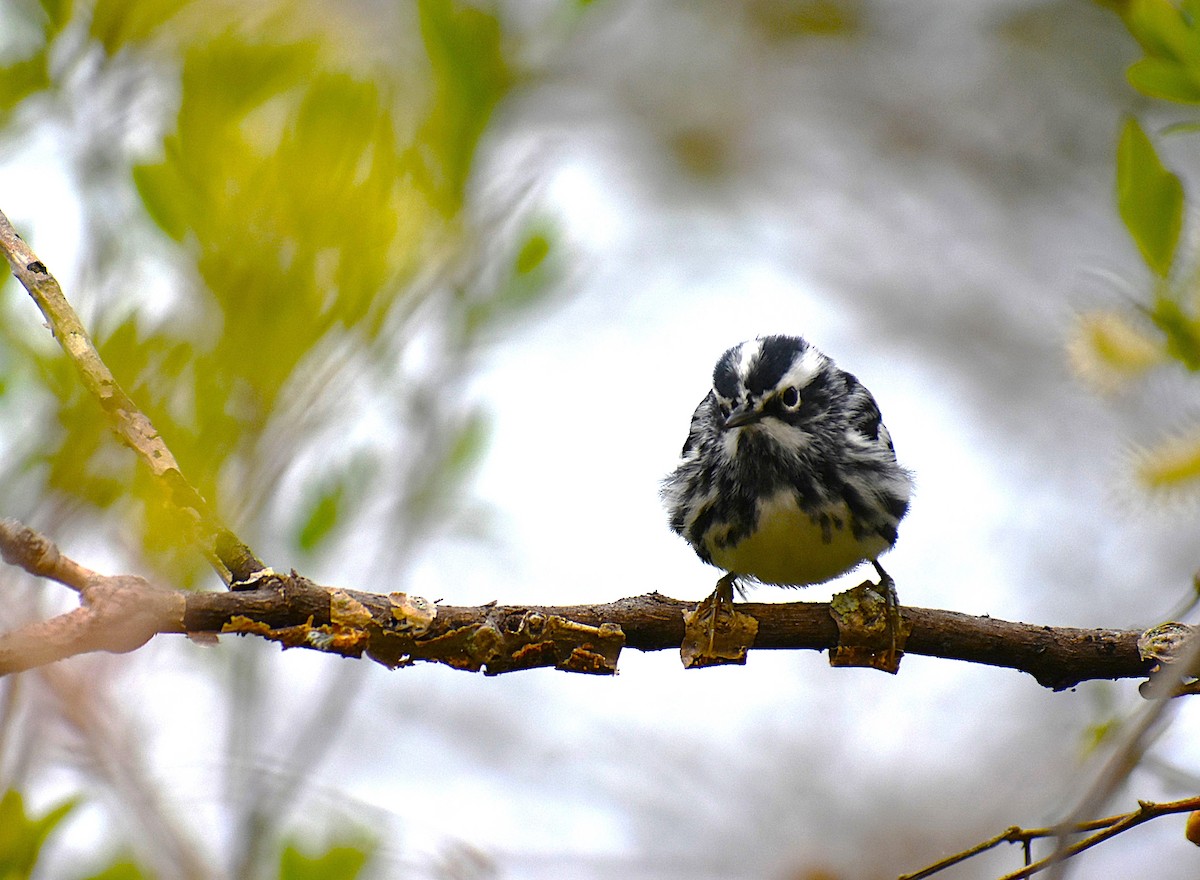 Black-and-white Warbler - ML621294466