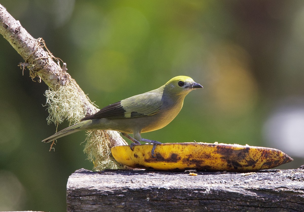 Palm Tanager - ML621294481