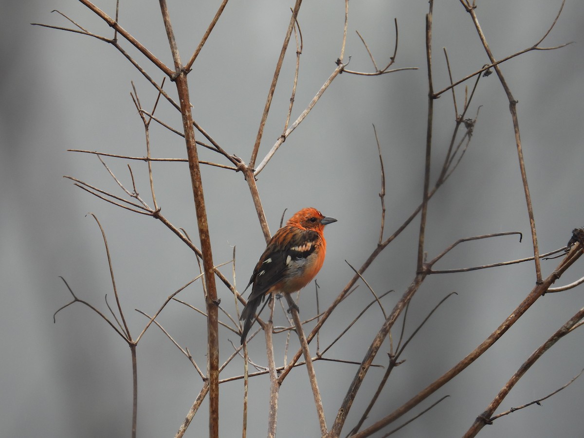Flame-colored Tanager - ML621294535