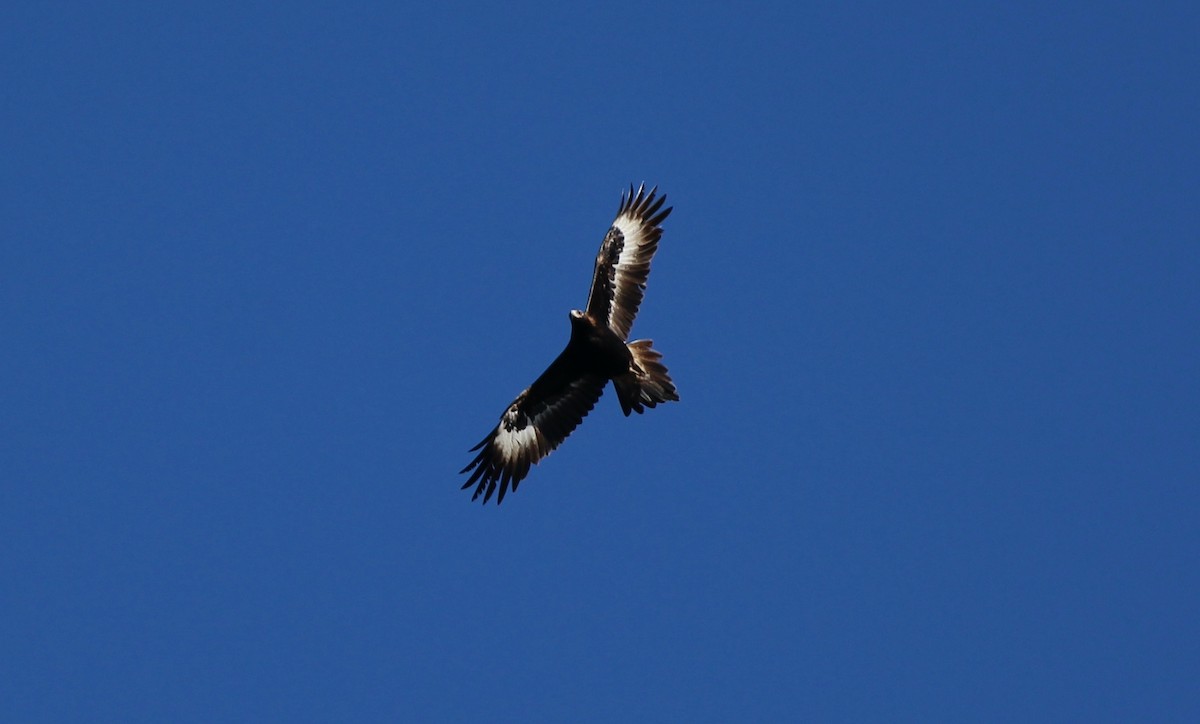 Wedge-tailed Eagle - ML621294543