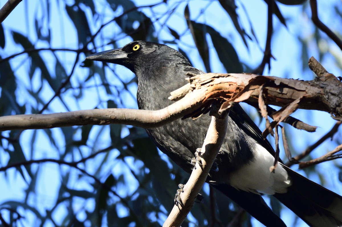 Pied Currawong - ML621294618