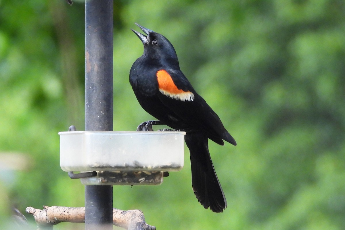 Red-winged Blackbird - ML621294619