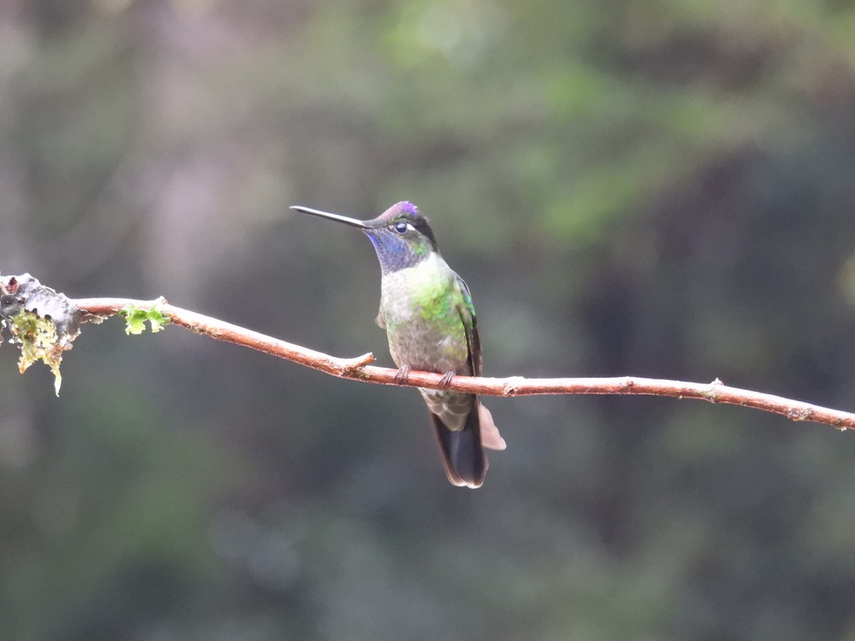 Talamanca Hummingbird - ML621294620