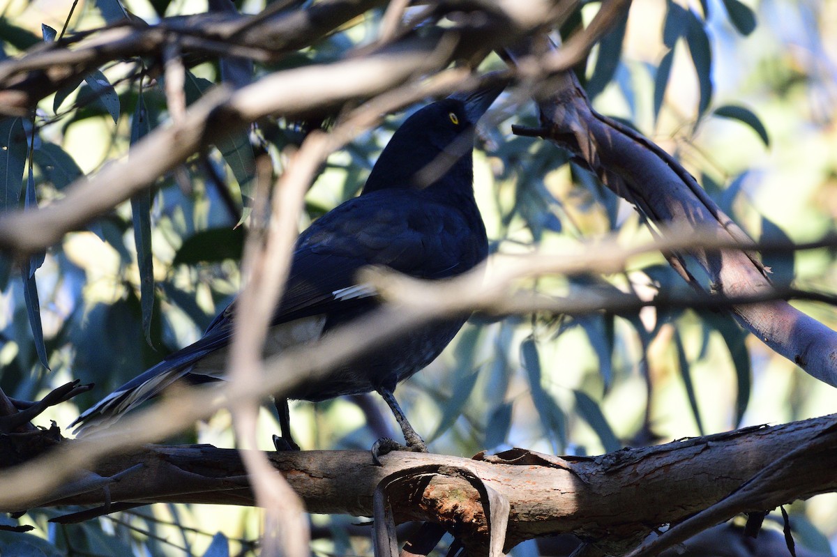 Pied Currawong - ML621294625