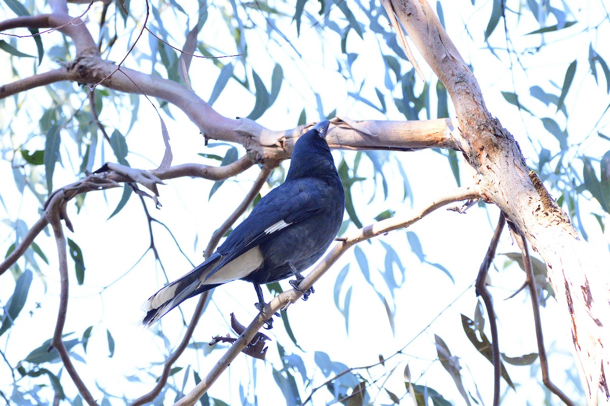 Pied Currawong - ML621294659