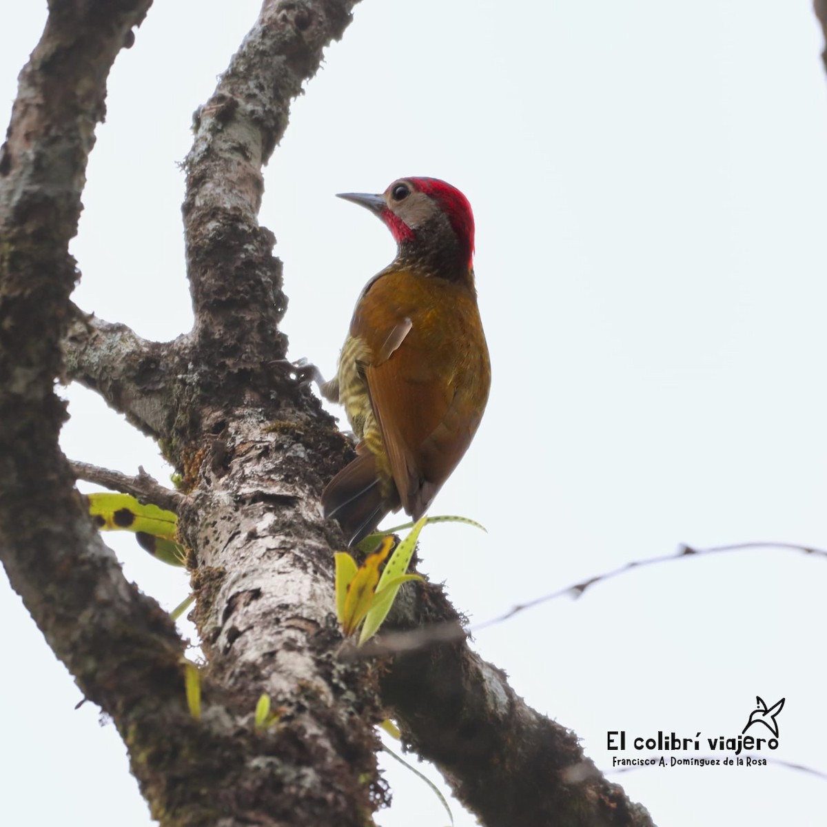 Golden-olive Woodpecker - ML621294694