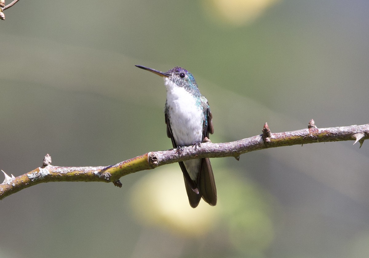 kolibřík andský - ML621294698