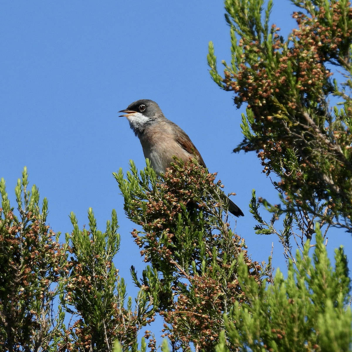 Spectacled Warbler - ML621294705