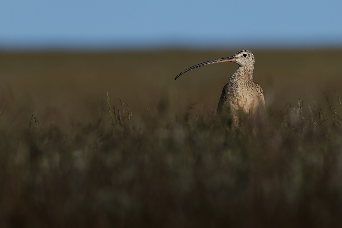 Long-billed Curlew - ML621294706