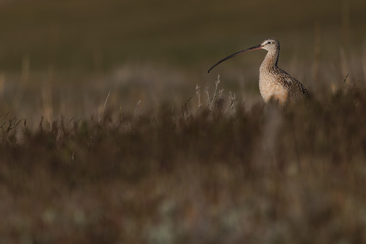 Long-billed Curlew - ML621294707