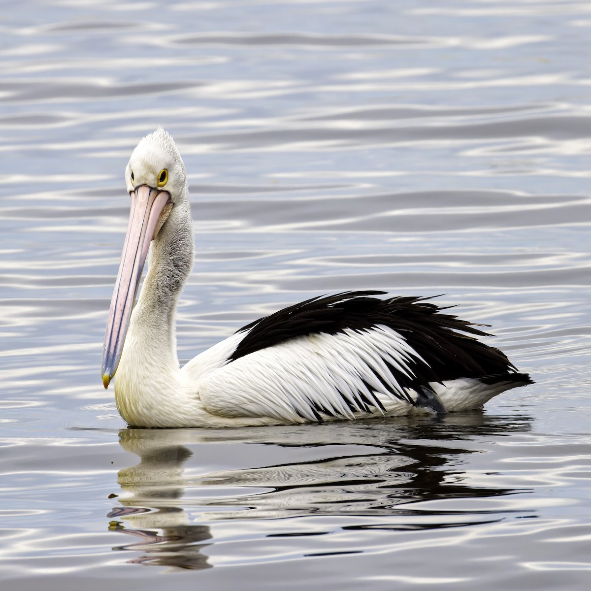 pelikán australský - ML621294708