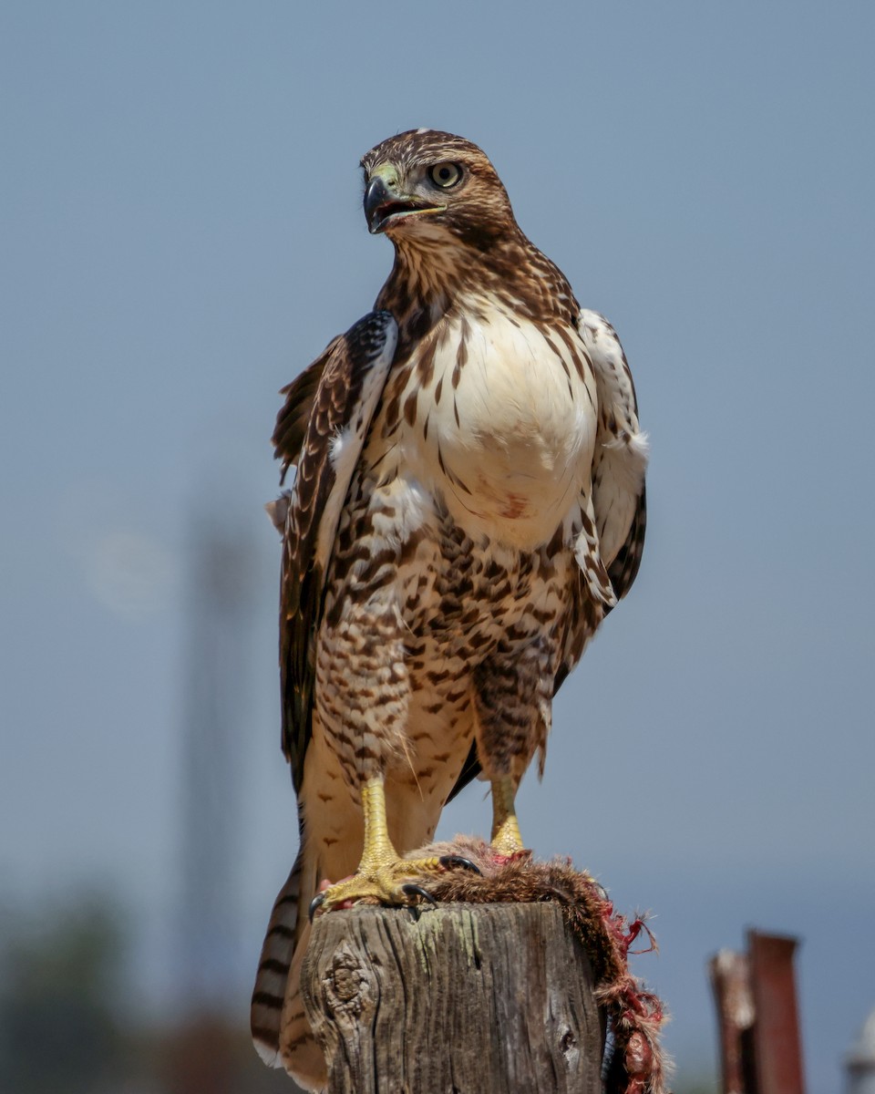 Red-tailed Hawk - ML621294709