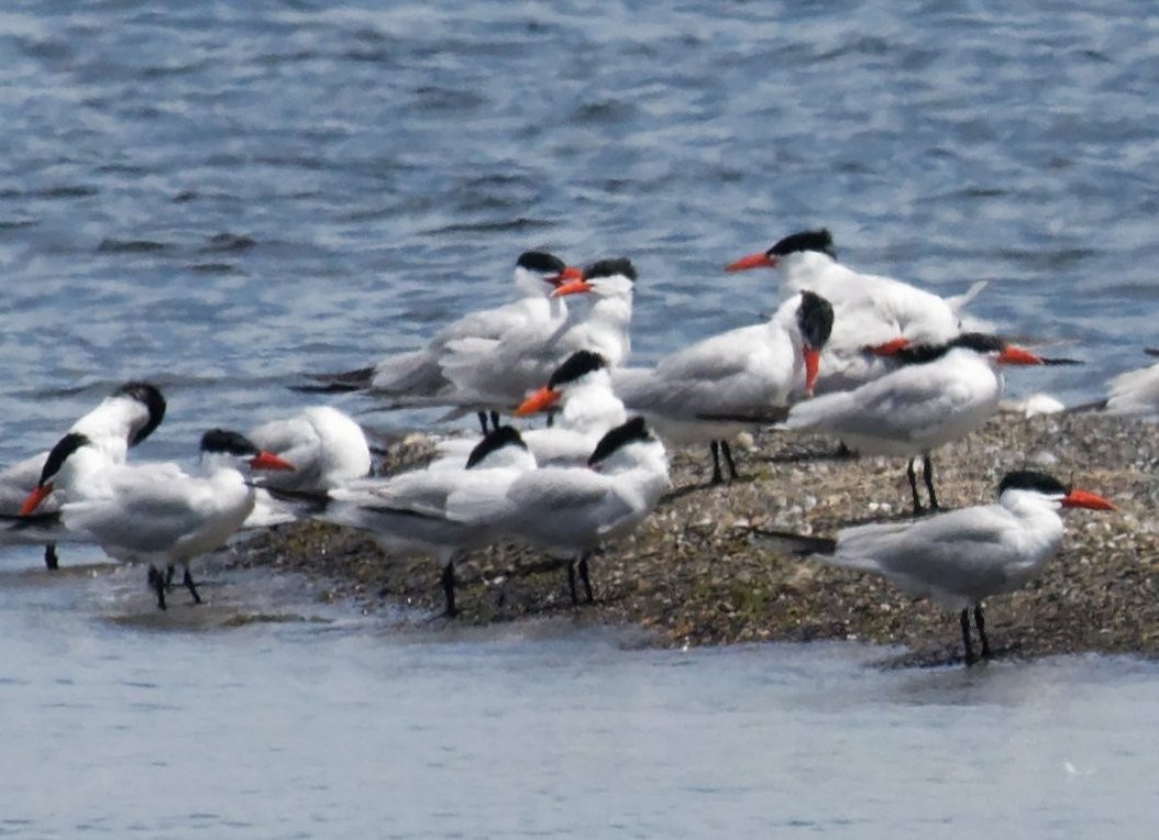 Caspian Tern - ML621294761