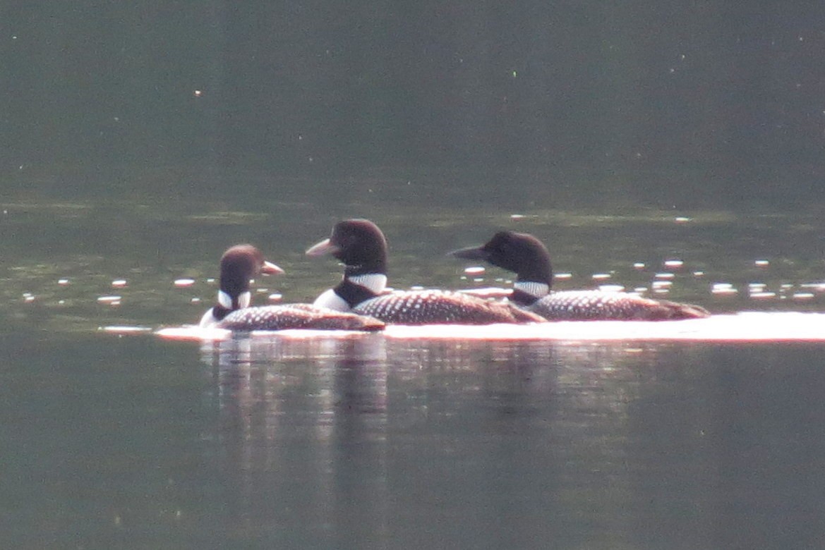 Common Loon - ML621294781