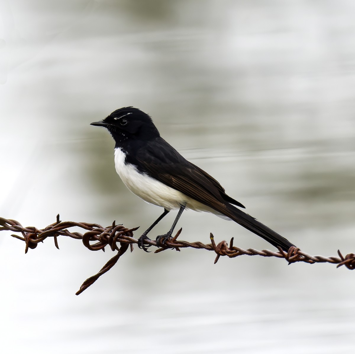 Willie-wagtail - ML621294783