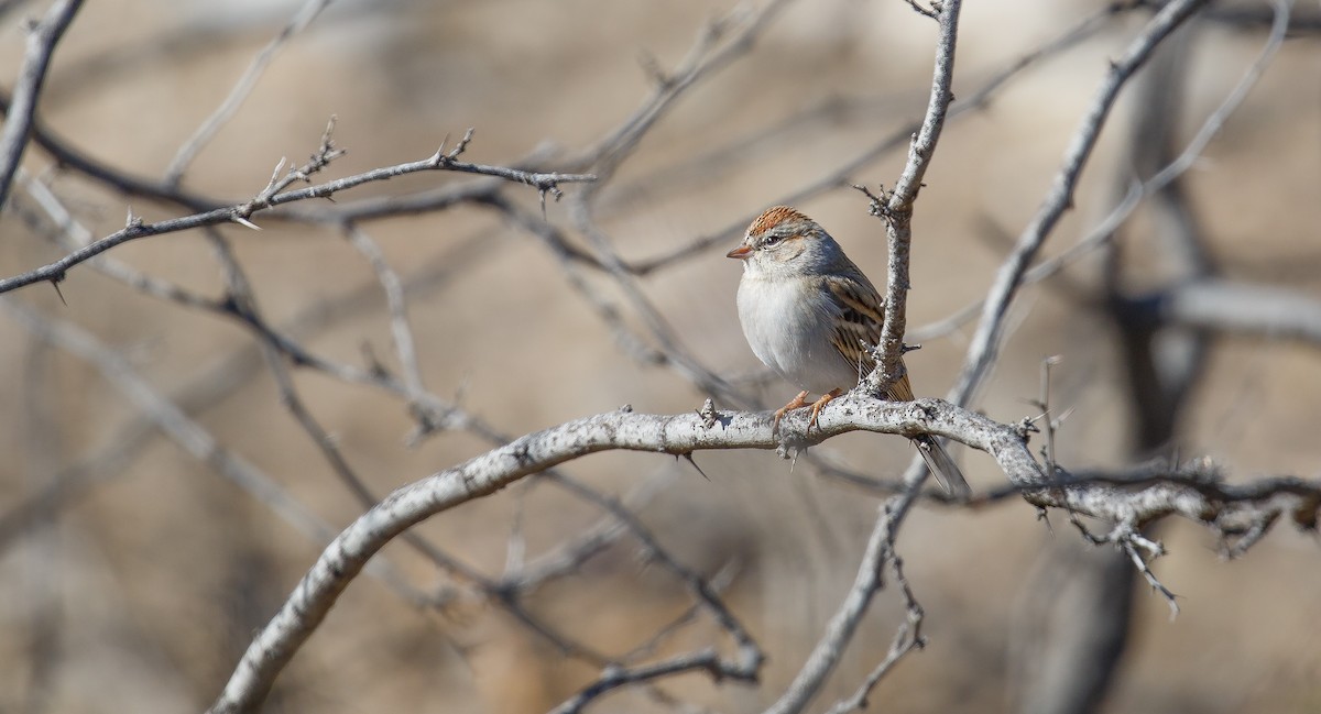 Chipping Sparrow - ML621294791
