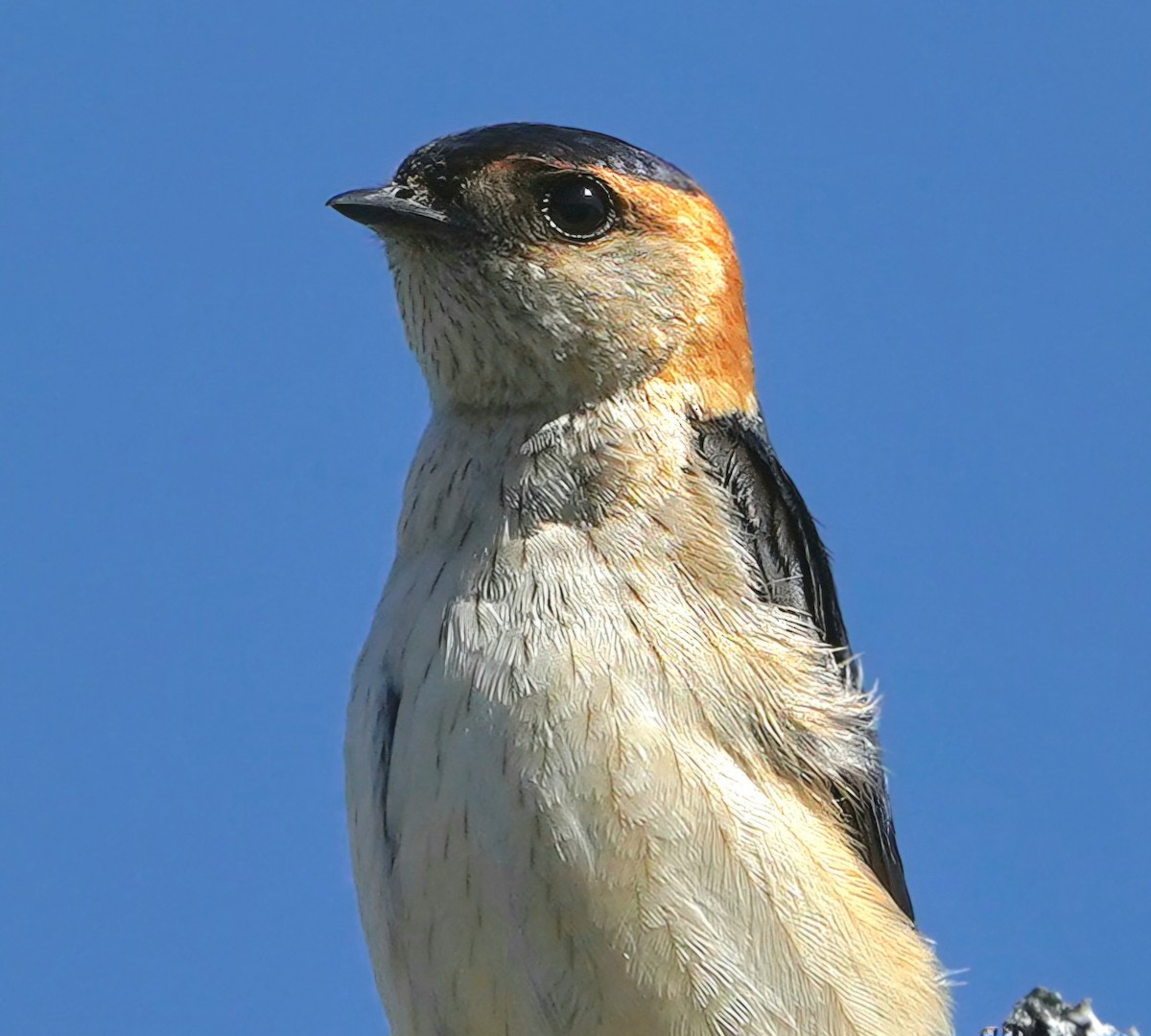 Red-rumped Swallow - ML621294895
