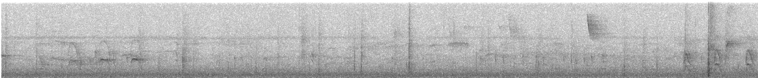 Weißflanken-Ameisenschlüpfer - ML621294990