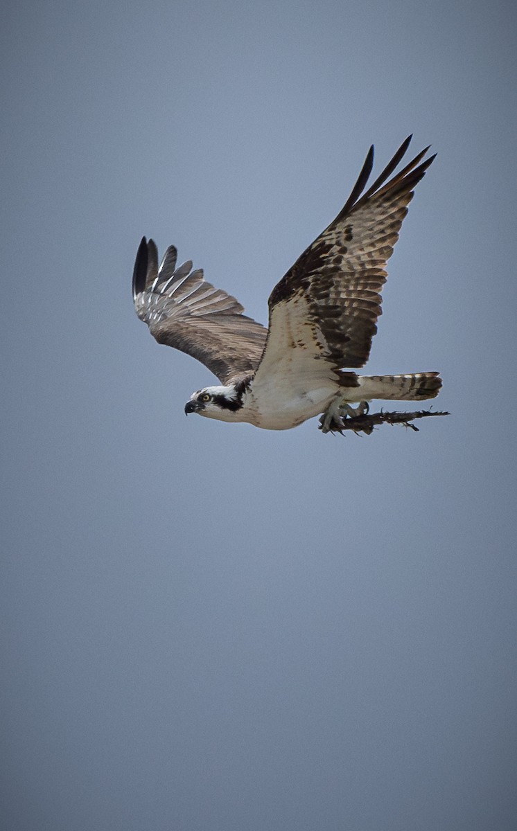 Águila Pescadora - ML621294998