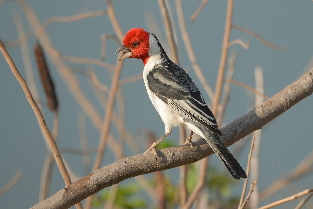 Red-cowled Cardinal - ML621295056