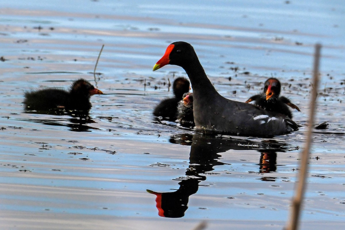 Common Gallinule - Dawn Gunderson