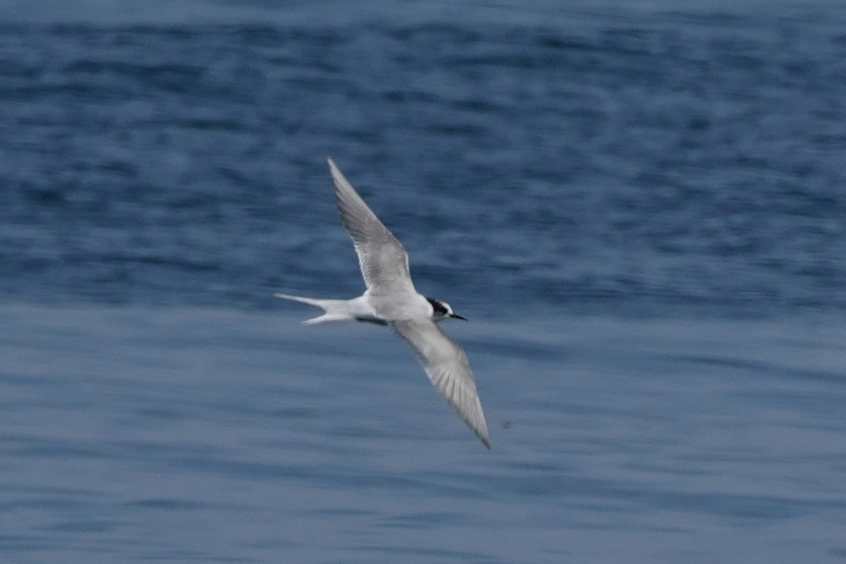 Arctic Tern - ML621295137