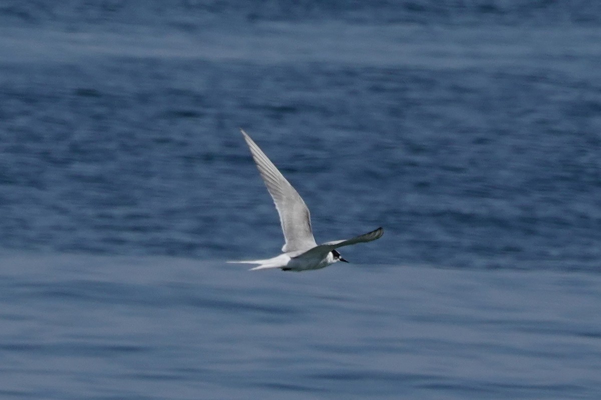 Arctic Tern - ML621295138