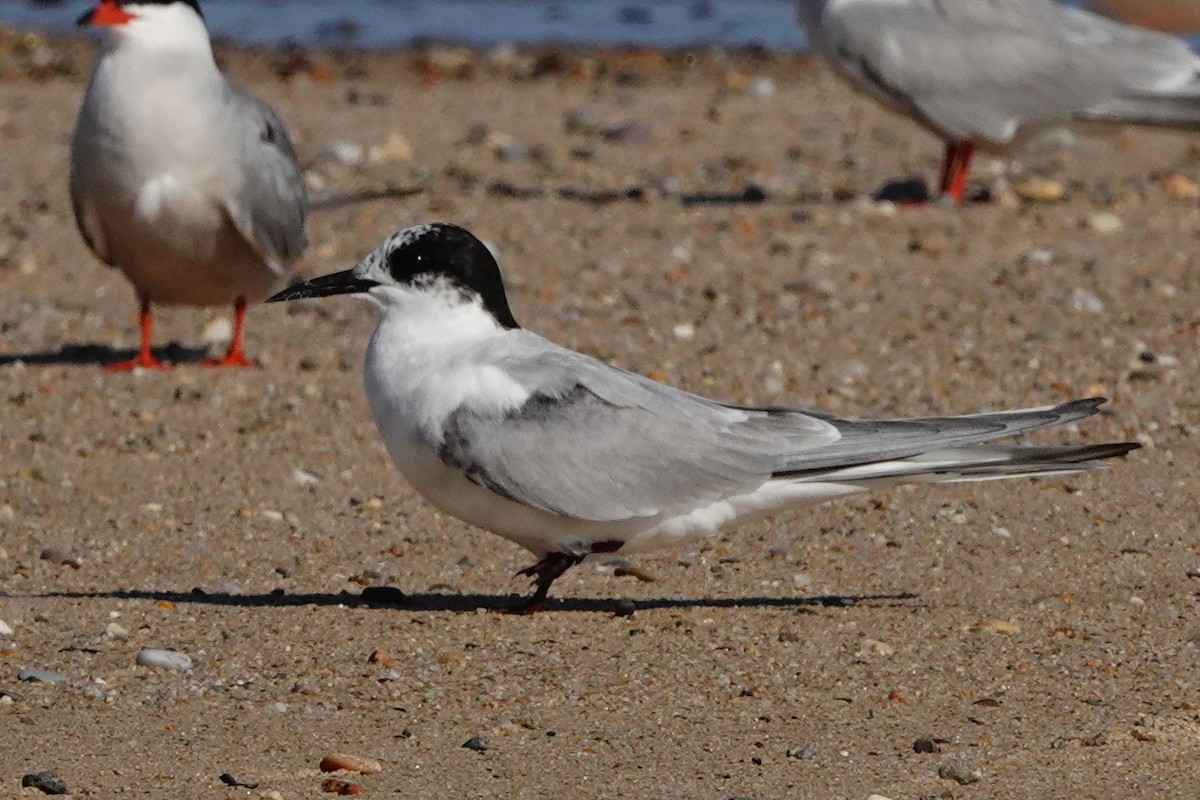 Arctic Tern - ML621295139