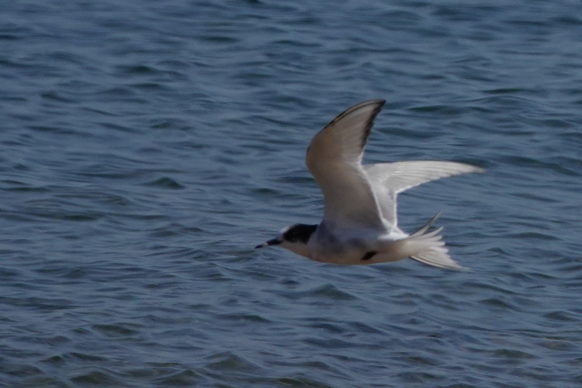 Arctic Tern - ML621295140