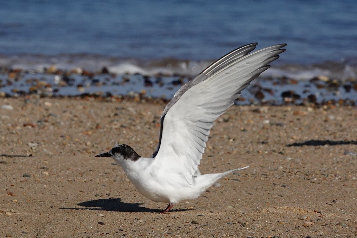 Arctic Tern - ML621295142