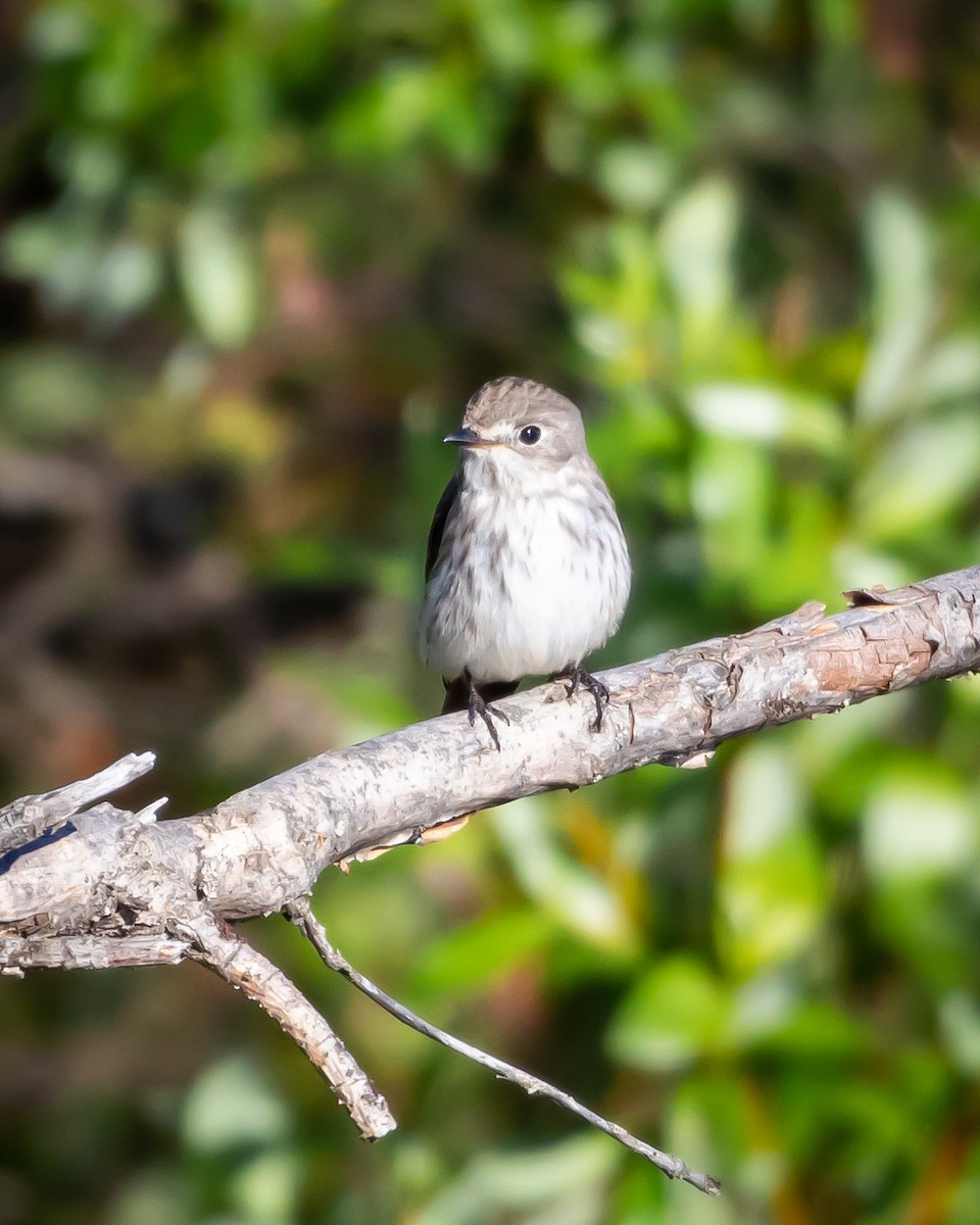 Gray-streaked Flycatcher - ML621295334