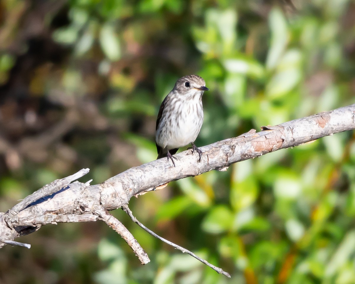 Gray-streaked Flycatcher - ML621295335