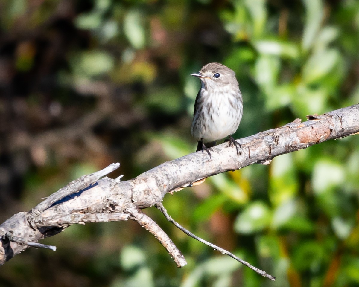 Gray-streaked Flycatcher - ML621295336